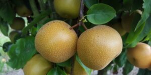 pera-nashi