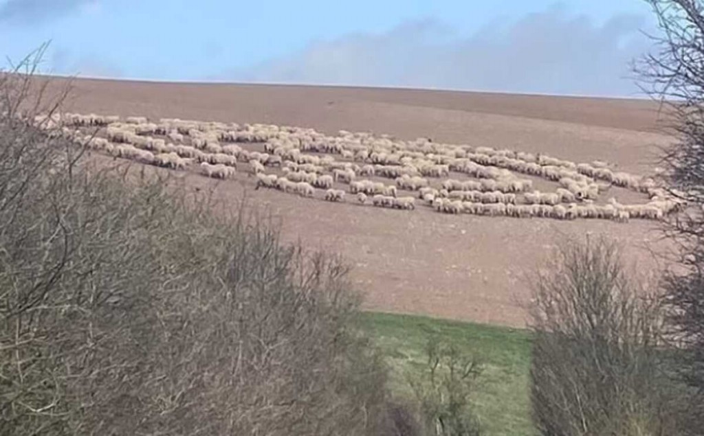 ovelhas andam em circulo sem parar