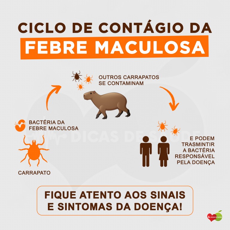 transmissao da febre maculosa