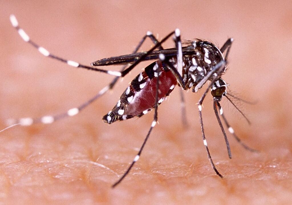 aedes-aegypti-dengue