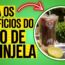 suco de berinjela